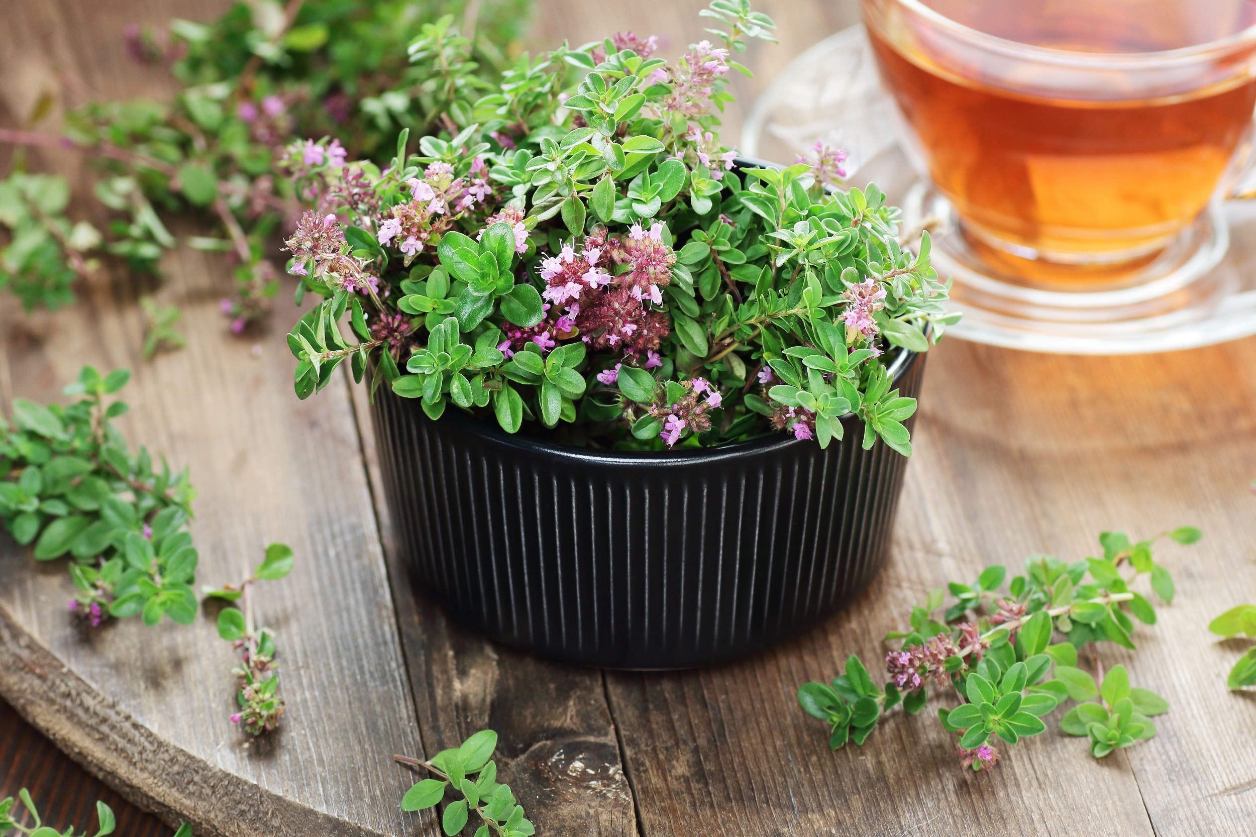 Почему чабрец (тимьян) полезен при кашле?