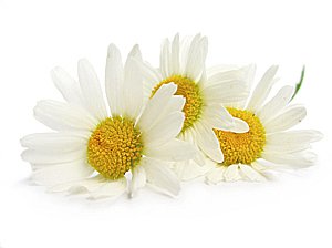 Ромашка (экстракт цветков) при простуде. Фото